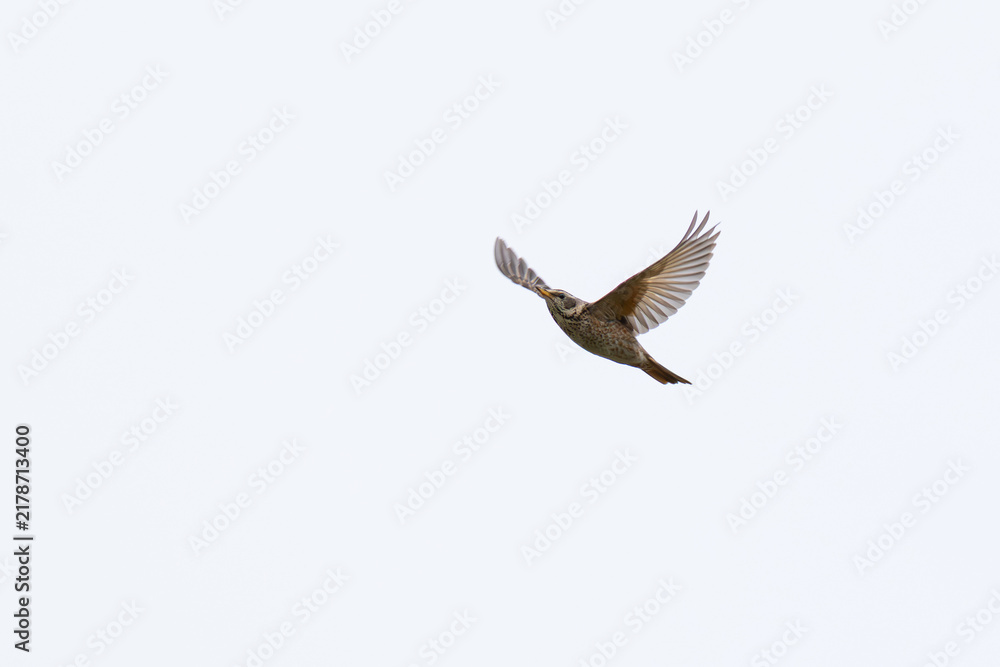Obraz premium adult female or second year male naumann's thrush (turdus naumanni) in flight, found in Dornod Aimag in Mongolia