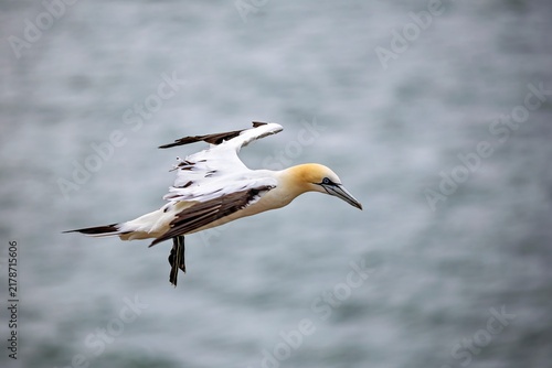 Quadro su tela Northern Gannet (Morus bassanus) in Flight near Helgoland, Germany - July 2026