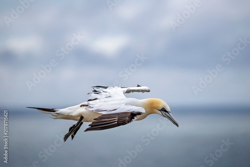 Obraz na płótnie Northern Gannet (Morus bassanus) in Flight near Helgoland, Germany - July 2026
