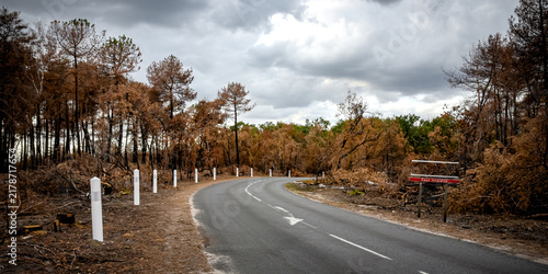 View of the Fontainebleau forest after the July 2026 fires