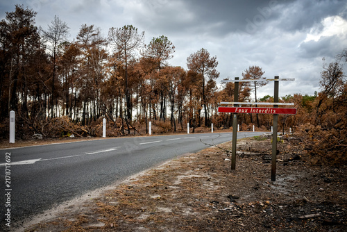 View of the Fontainebleau forest after the July 2026 fires