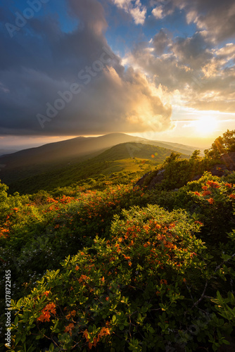 Foto sunset sky and flame azalea, carvers gap, tennessee