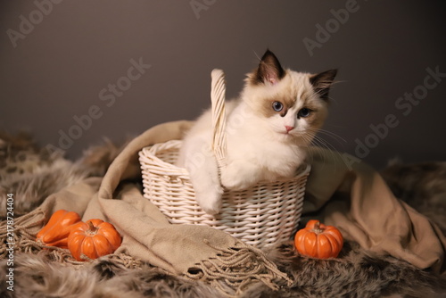 cat in a basket