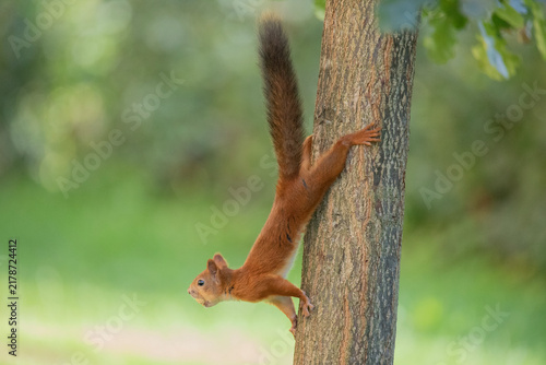 squirrel on a tree