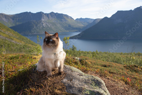 cat on the mountains