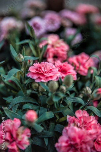 pink rose bush