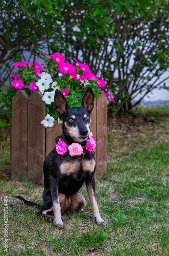 dog with flowers