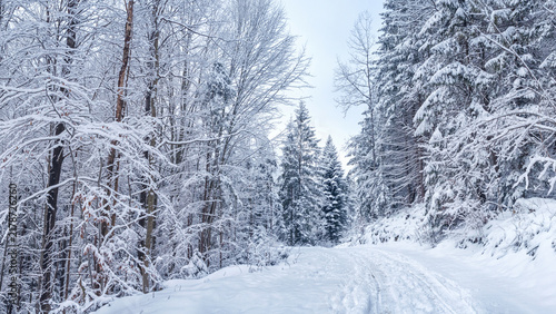 Winter landscape - view of the snowy road in the winter mountain forest after snowfall