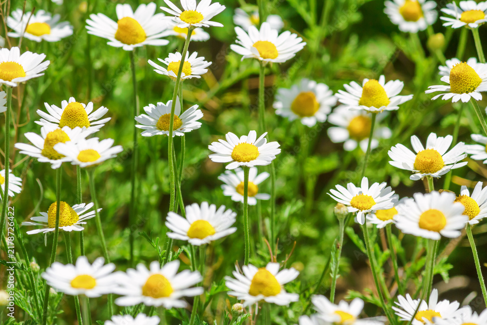Fototapeta premium Сhamomile (Matricaria recutita), blooming plants in the spring meadow on a sunny day, closeup