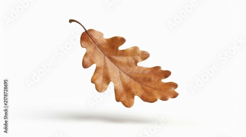 Single dried fallen oak leaf isolated on white background for autumn and seasonal nature photography themes