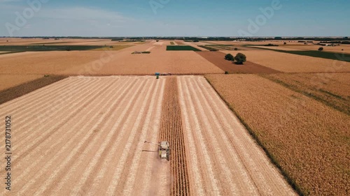 Aerial View of Corn Harvest in Vast Agricultural Fields
