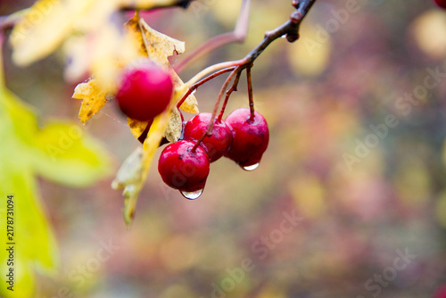 Fotografía Red Crataegus hawthorn berries in autumn, Marchfeld, Austria