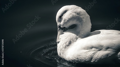 Elegant White Swan Floating Gracefully on Water Close Up Portrait