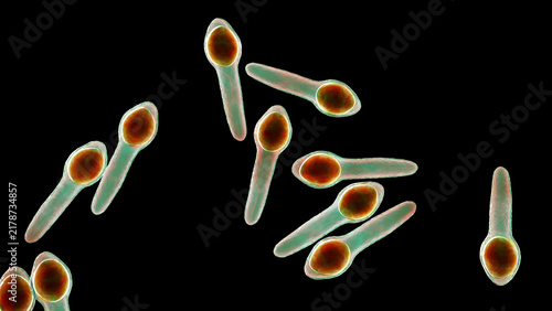 Obraz na plátně Clostridium botulinum bacterium, 3D illustration showing rod-shaped anaerobic bacteria with terminal endospores giving a drumstick appearance, isolated on neutral background