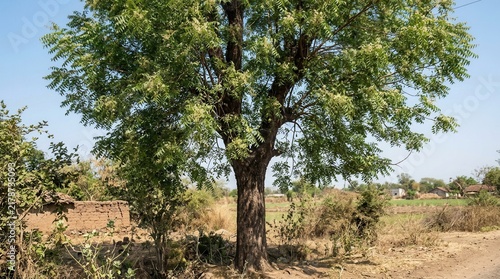 Serene Rural Landscape With A Majestic Tree And Distant Village