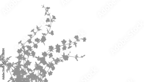 Shadow of flowering branches isolated on transparent background