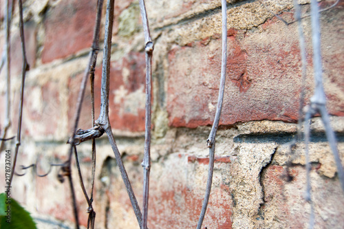 Canvas Print Dry vines on a weathered brick wall, Zentralfriedhof, Vienna, Austria