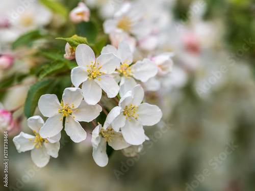 White blossoming apple trees in the sunset light. Spring season, spring colors.