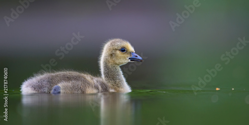Photography Cute gosling of the endangered lesser white-fronted goose Anser erythropus swimming gracefully on calm green water