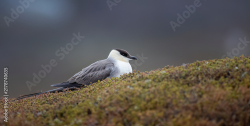 Adult long-tailed jaeger Stercorarius longicaudus resting on a mossy hill in the arctic tundra.