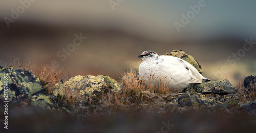 Rock ptarmigan Lagopus muta perched on a rocky mountain tundra covered with moss and lichen.