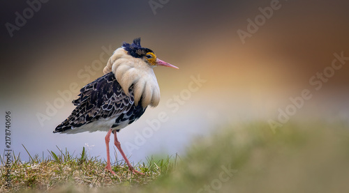 Male ruff Calidris pugnax in full breeding plumage displaying ornamental neck feathers during lekking ritual.