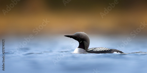 Black-throated loon Gavia arctica in full breeding plumage swimming on calm water.