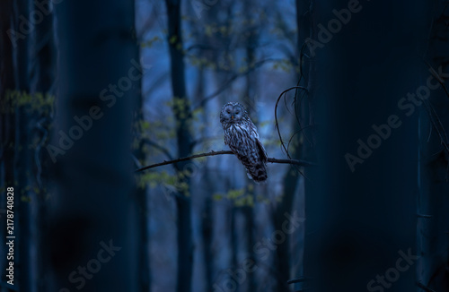 Mystical Ural owl Strix uralensis perched on a branch in a dark beech forest at dusk.