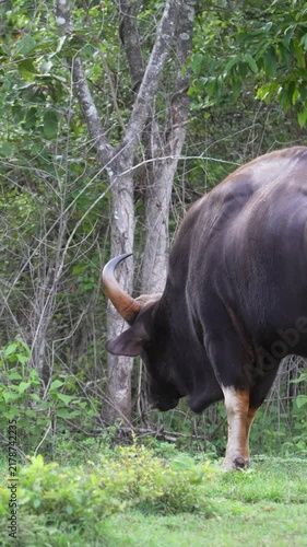 Gaur bull grazing at forest edge, India