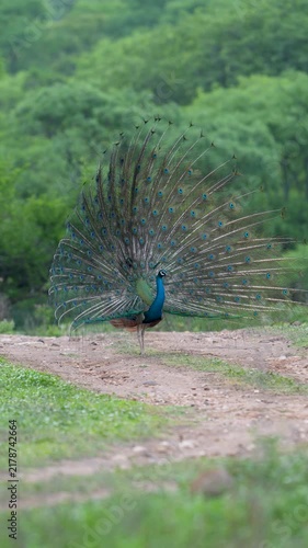 Indian Peafowl male closing full tail display on dirt track