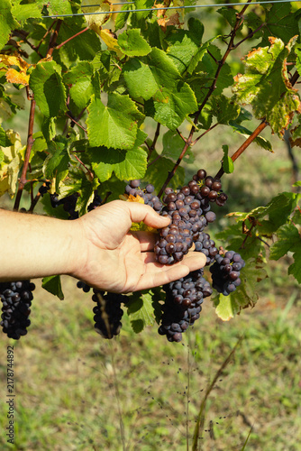 Bild auf Leinwand Cluster of ripe red grapes held in hand in vineyard at harvest time