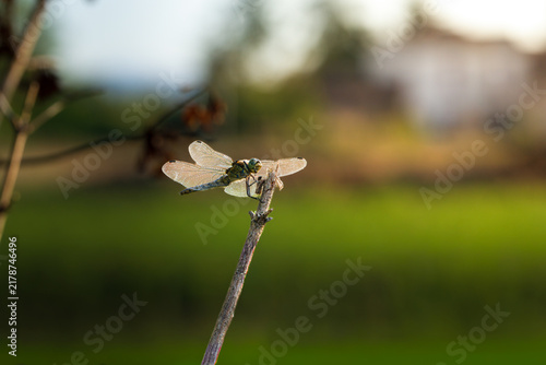 Konstfotografi Libellula