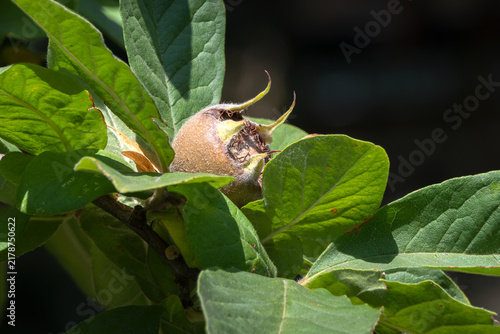 Obraz na płótnie Close up of ripening fruit of common Medlar (Mespilus germanica) in a garden in