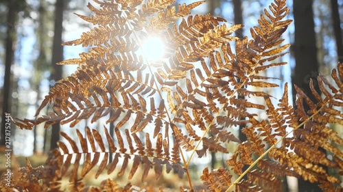 Golden autumn fern leaves glowing in sunlight in peaceful forest in Finland. Warm seasonal atmosphere, calm mood, bright natural light and nature lifestyle concept.