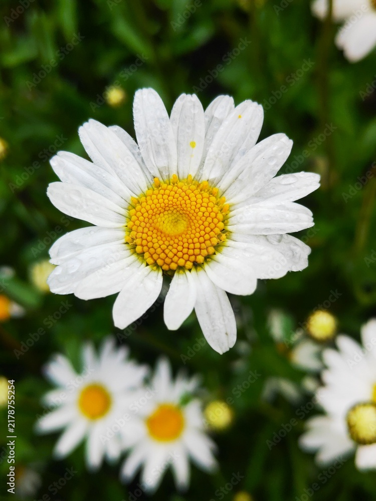 Obraz premium White Daisy Flower with Water Droplets and Soft Green Background