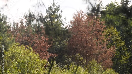 dry trees in the forest