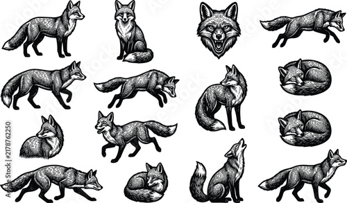 Vintage Engraving Fox Vector Illustration Collection Set with Monochromatic Retro Woodcut Style Wildlife Animal Characters for Modern Logo Emblem and Branding Designs
