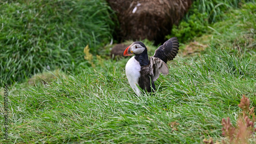 Obraz na płótnie A puffin flaps its wings on green grass in Iceland, its colorful beak and black-and-white plumage on display during summer