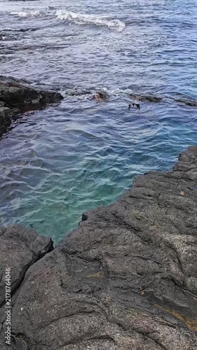 Natural ocean water pool on Galapagos Islands with sea lions playing vertical video