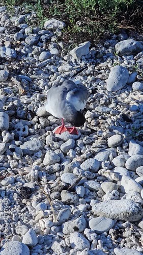 Swallow-tailed gull grooming on rocky beach of Galapagos Islands vertical video