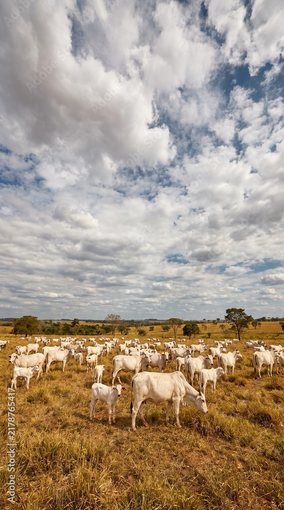 Obraz premium Large herd of white Nelore cattle grazing in a vast pasture under a dramatic cloudy sky on a rural ranch, highlighting livestock farming, agriculture, and beef production.