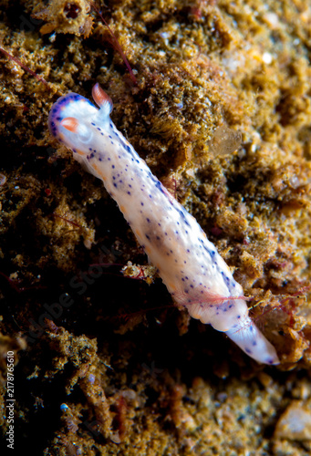 Cuadro en lienzo Nudibranch