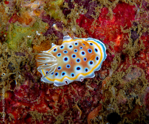 Konstfotografi Nudibranch