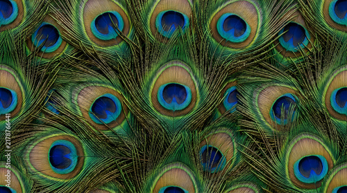 Beautiful vibrant peacock feathers pattern background