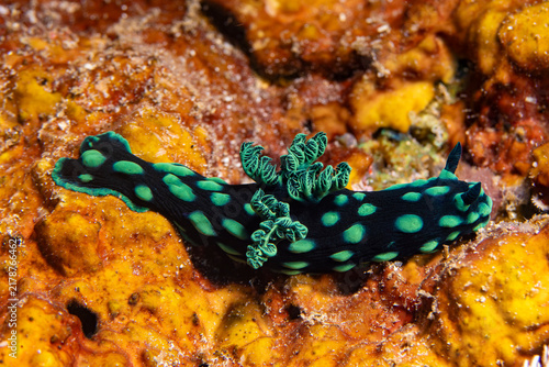 Obraz na plátne Nudibranch