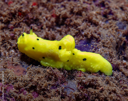 Photography Nudibranch