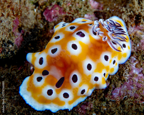 Konstfotografi Nudibranch