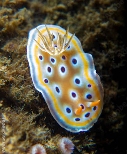Konstfotografi Nudibranch