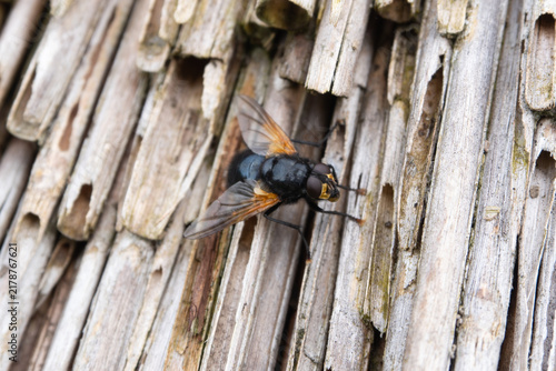 Noon Fly (Mesembrina meridiana) basking on a traditional straw thatched roof in Ireland.