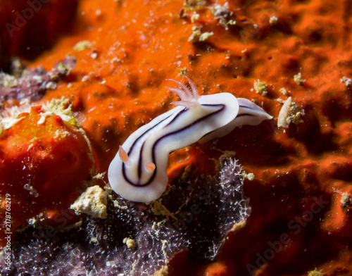 Fotografie Nudibranch